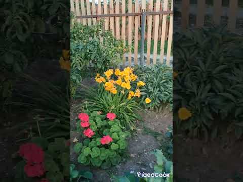 Видео: Архив 19.08.2023 уборка картошки