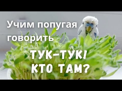 Видео: Учим попугая говорить Тук-тук! Кто там?