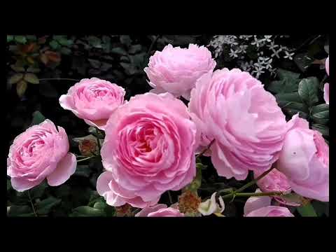 Видео: Розы .Заглубление прививки при посадке роз.