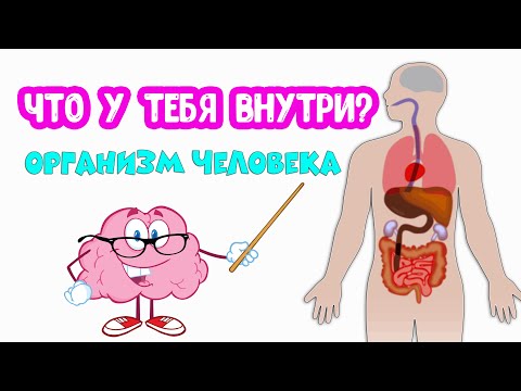 Видео: Организм ЧЕЛОВЕКА. Что у тебя внутри?