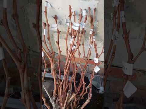 Видео: 30 октября 2025 г.