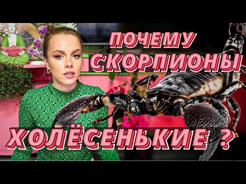 Видео: ♏ПОЧЕМУ СКОРПИОНЫ ХОЛЁСЕНЬКИЕ? Ранимые , преданные и самоотверженные целители человеческой души 💗🦂