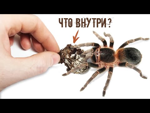 Видео: Пауки. Размножение пауков птицеедов. Почему паук не липнет к паутине.