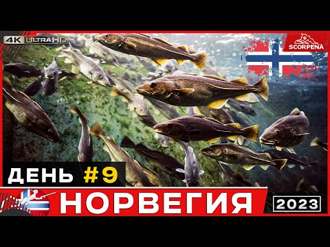 Видео: Встретил огромную стаю крупной трески.Играю с ручным крабом.Подводная охота в Норвегии.День 9