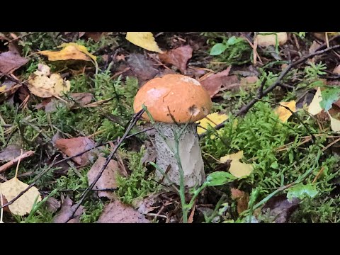 Видео: Грибы начинают расти