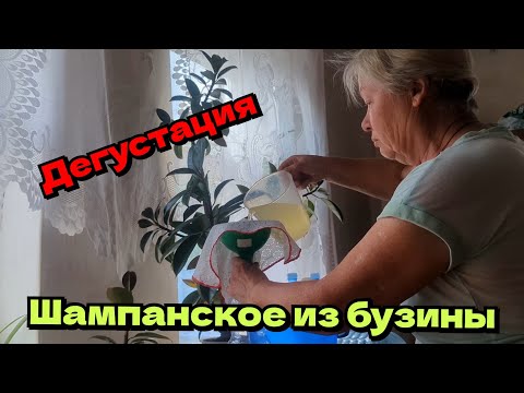 Видео: Часть 2. Дегустация. Шампанское из бузины. Квас из бузины.