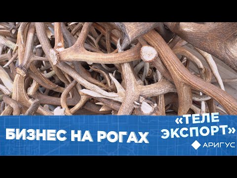 Видео: Телеэкспорт | Бизнес на рогах