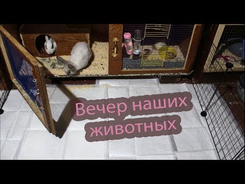 Видео: Вечер наших животных. Двух хомяков больше нет(