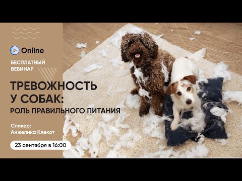 Видео: Вебинар «Тревожность у собак — что важно знать владельцу и как питание может помочь»