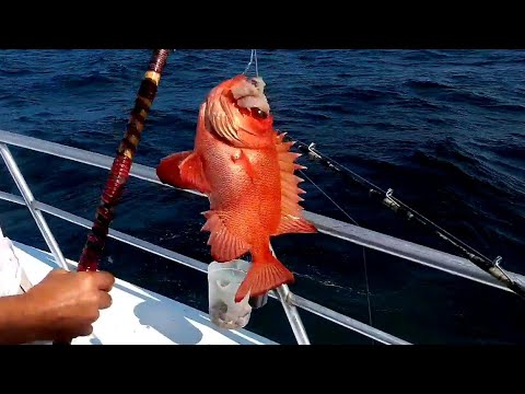 Видео: Рыбалка в Мексиканском заливе.Deep Sea Fishing in Destin, Florida. September 2020.