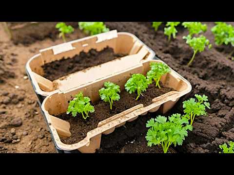 Видео: Прежде чем сажать петрушку, ознакомьтесь с этим трюком с яичными лотками! Сад будет процветать!