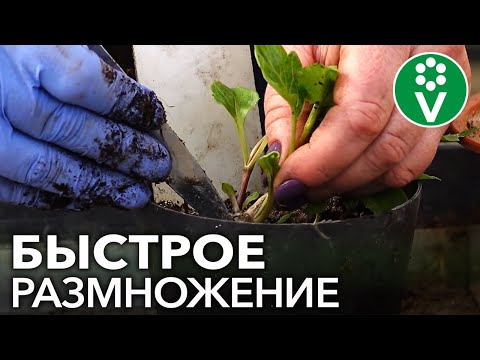 Видео: КАК ОЖИВИТЬ ГЕОРГИНЫ? Проращивание и черенкование георгинов весной