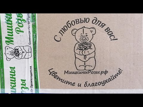 Видео: Питомник "Мишкины розы", ещё немного роз 🌹