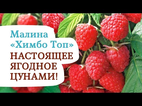 Видео: ХИМБО ТОП - шедевр среди ремонтантных сортов малины