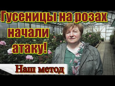 Видео: Гусеницы на розах.