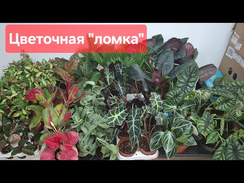 Видео: Обзор поступления комнатных растений от 07.12.2024г. Алоказии, пеперомия, ливистона, сциндапсус и др