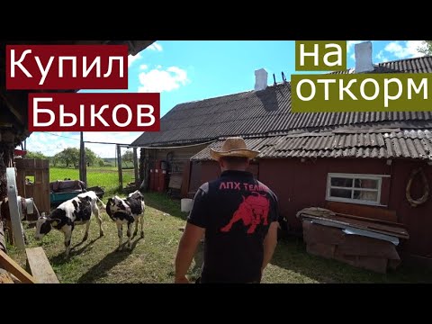 Видео: КУПИЛ БЫКОВ НА ОТКОРМ, ЧЁРНО-ПЁСТРАЯ ПОРОДА ,ОБЗОР МОЕГО ПОДСОБНОГО ХОЗЯЙСТВА,