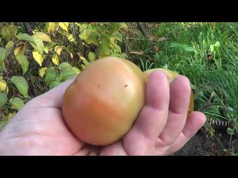 Видео: И ОПЯТЬ  МOНГОЛЬСКИЙ КАРЛИК