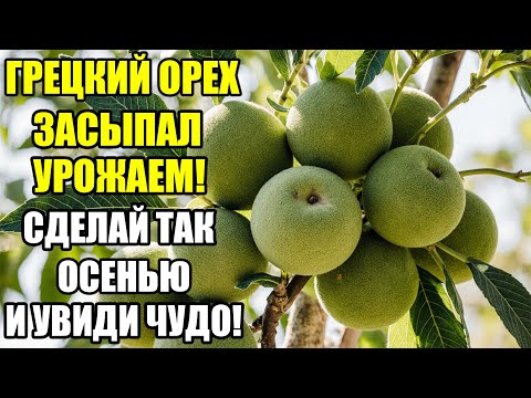 Видео: Грецкий орех засыплет урожаем, если сделать это осенью! Проверенный способ