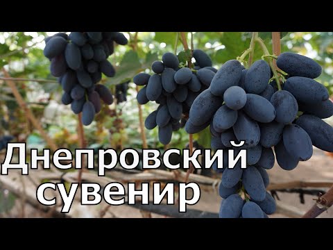 Видео: Виноград Беларуси. Днепровский сувенир - перспективная форма .