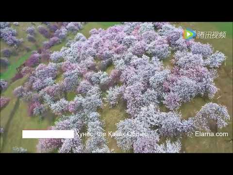 Видео: Ақын Сыры, Таңжарық Жолды Ұлы 1903-1947, Innermost of a Poet, Ili Ile Kazakh autonomous region, Xinj