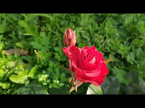 Видео: Розы в Подмосковье. Утренняя прогулка-обзор по саду. Выходим на вторую волну цветения.