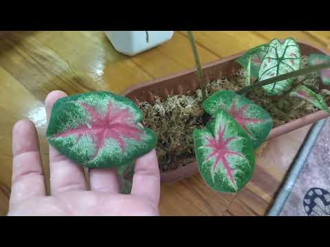 Видео: Групповые посадки комнатных растений.