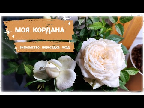 Видео: РОЗА КОРДАНА // Знакомство с розами, пересадка, уход