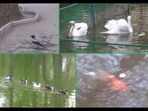 Видео: АСМР. Прогулка по городскому парку/ASMR.