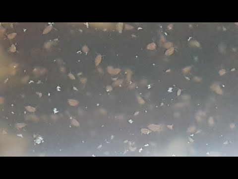 Видео: Дафния кормление и уход