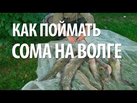 Видео: РЫБА СОМ на КВОК. КАК ЛОВИТЬ СОМА на ВОЛГЕ