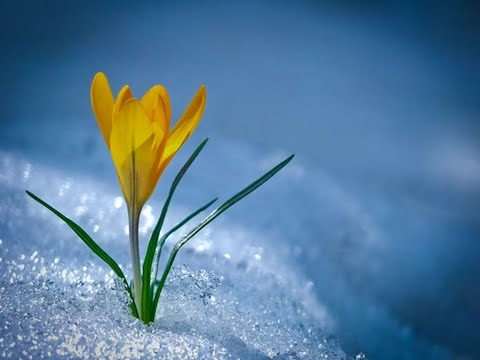 Видео: Зеленая карета