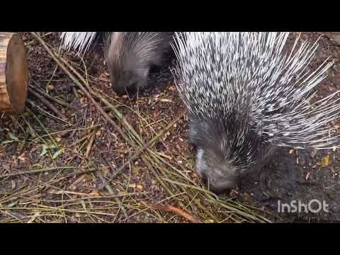 Видео: ZOO/ СРЕДА для пенсионеров!#осень # солнце для всех)))