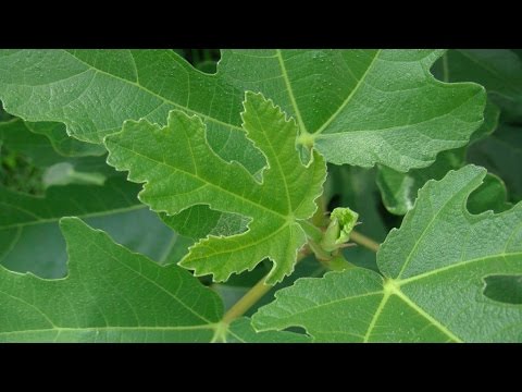 Видео: Где лучше выращивать инжир.