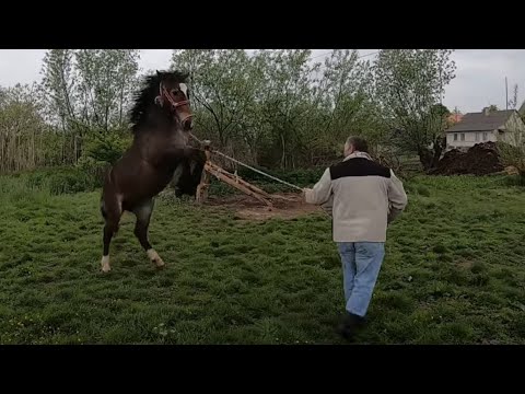 Видео: Коні Ваговози . БУЦЕФАЛІНА!!!!