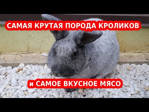 Видео: БСС Большое Светлое Серебро - 100% САМАЯ КРУТАЯ ПОРОДА КРОЛИКОВ