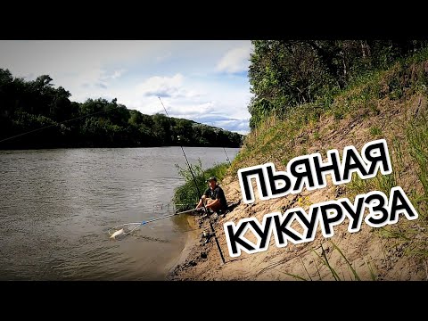 Видео: Речной сазан. Ловля рыбы на "пьяную кукурузу".
