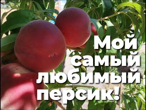 Видео: Обзор персика Фиделия.