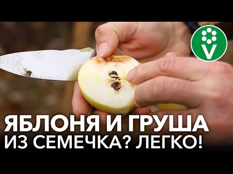Видео: КАК ВЫРАСТИТЬ ЯБЛОНЮ И ГРУШУ ИЗ СЕМЕЧКА? Пошаговые рекомендации от опытного садовода