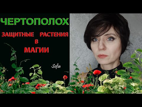 Видео: Защитные растения в магии. Чертополох.