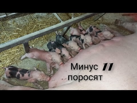 Видео: Сутки после опороса//что происходило и что сделал??