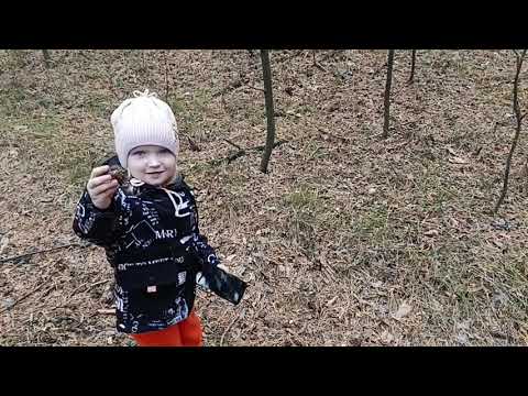 Видео: В ЛЕС ЗА ГРИБАМИ, МАЛЕНЬКО НАБРАЛИ. 