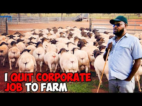 Видео: Я ушёл с работы в корпорации и теперь самый богатый фермер по разведению овец Дорпер