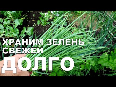 Видео: Храним ЗЕЛЕНЬ В ХОЛОДИЛЬНИКЕ долго / How to store GREENS in the refrigerator for a long time