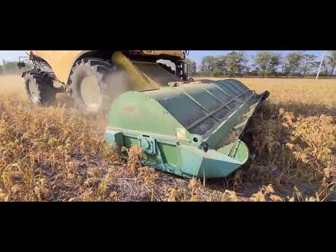 Видео: Растёт ли просо в октябре?Уборка пожнивного проса. No-till 30.09.2020