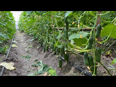 Видео: ТРЕНДГА ЧИҚАЁТГАН ЯНГИ БОДРИНГ ДУРУГАЙИ- КОЛЛИНС