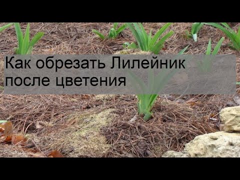 Видео: Как обрезать Лилейник после цветения