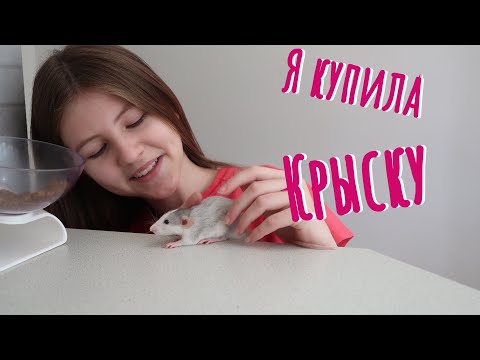 Видео: ВЛОГ КУПИЛА СЕБЕ КРЫСУ! Мой новый питомец.