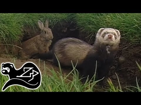 Видео: Пастбище овец - Хорек на охоте за кроликами 1
