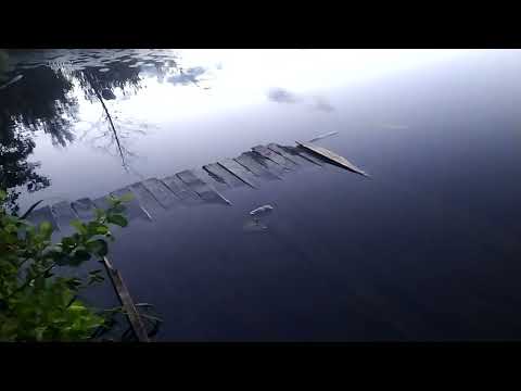 Видео: Дошёл до Палецкого Озера! Здесь полный ХАОС!